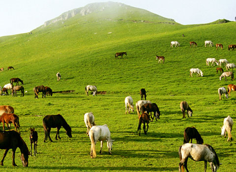 Dayara Bugyal Trek