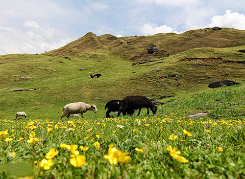 Pangarchulla Trek