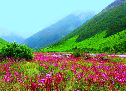 Valley-of-flowers-Trek 
