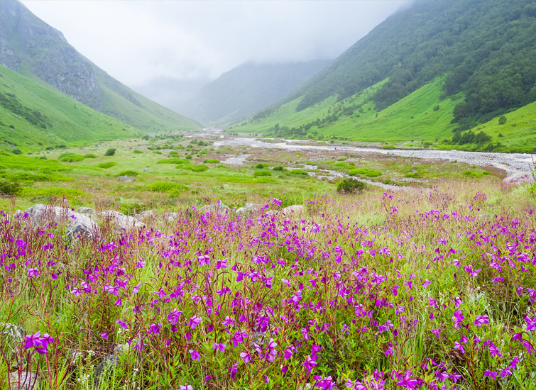 Valley-of-flowers-Trek 